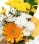 Цветя хризантема, гербер