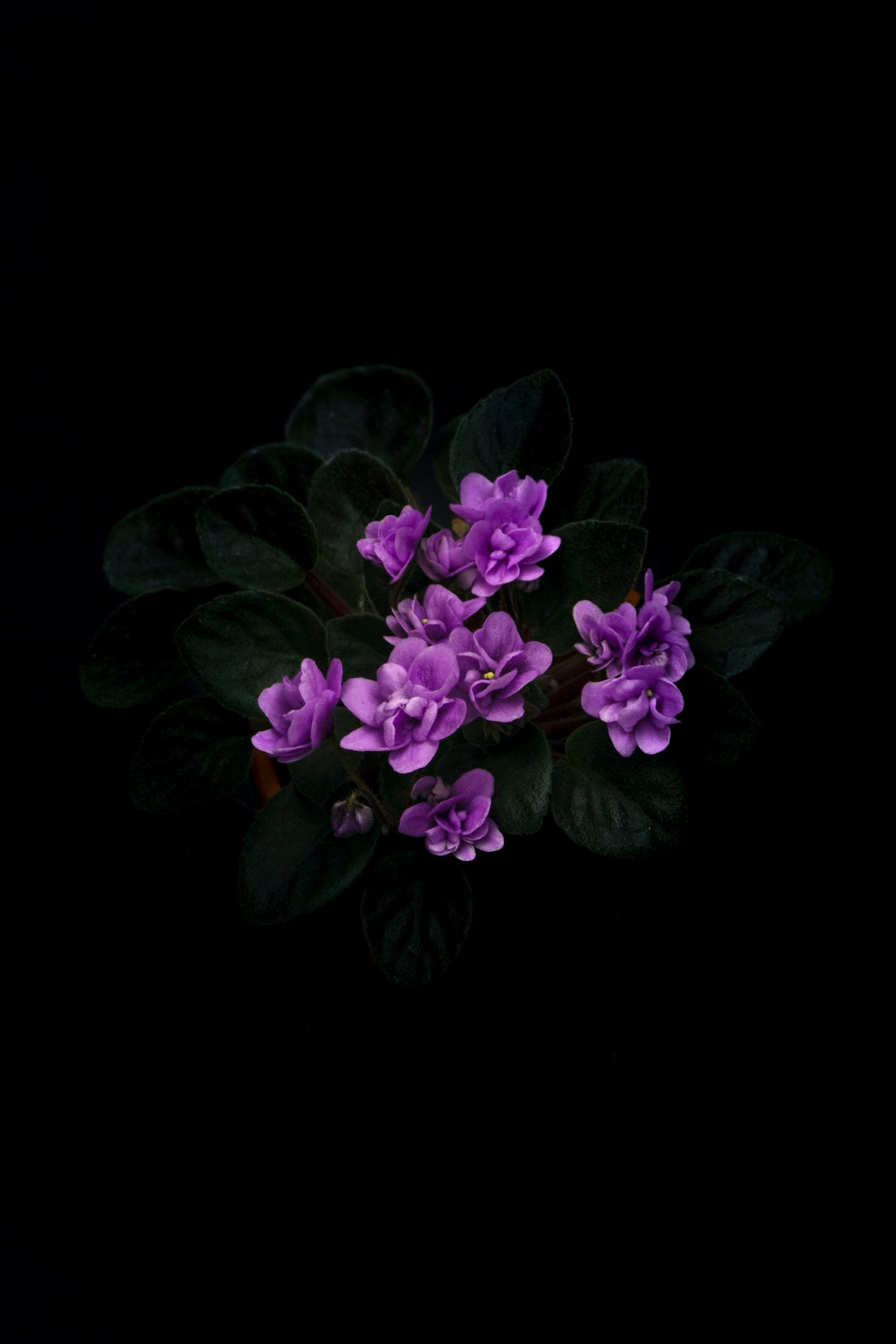 closeup photography of purple-petaled flower