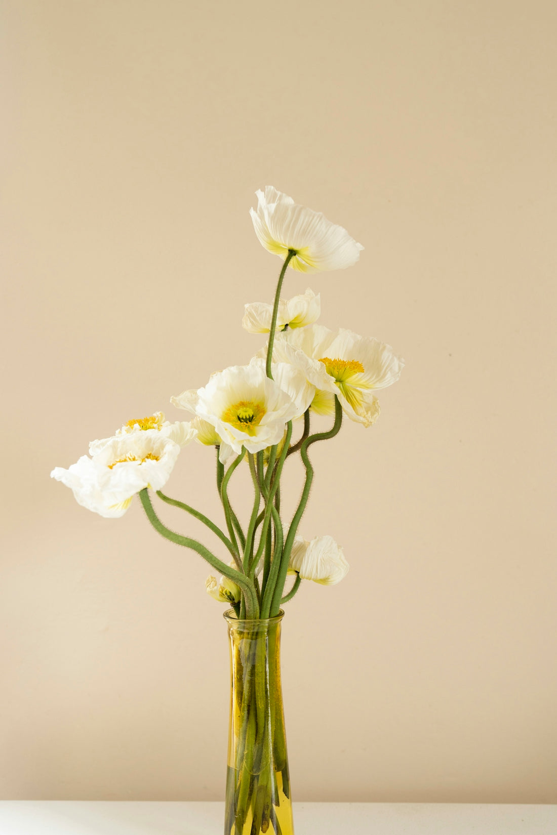 white moth orchids in clear glass vase