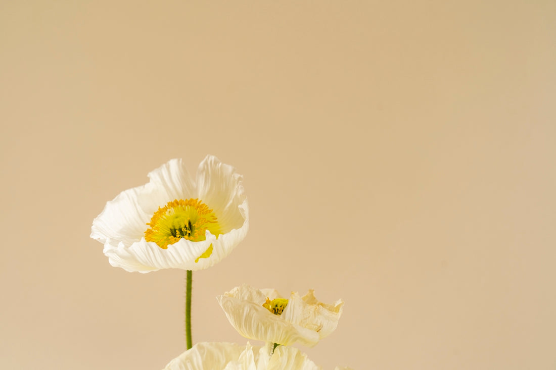 white flower with green stem