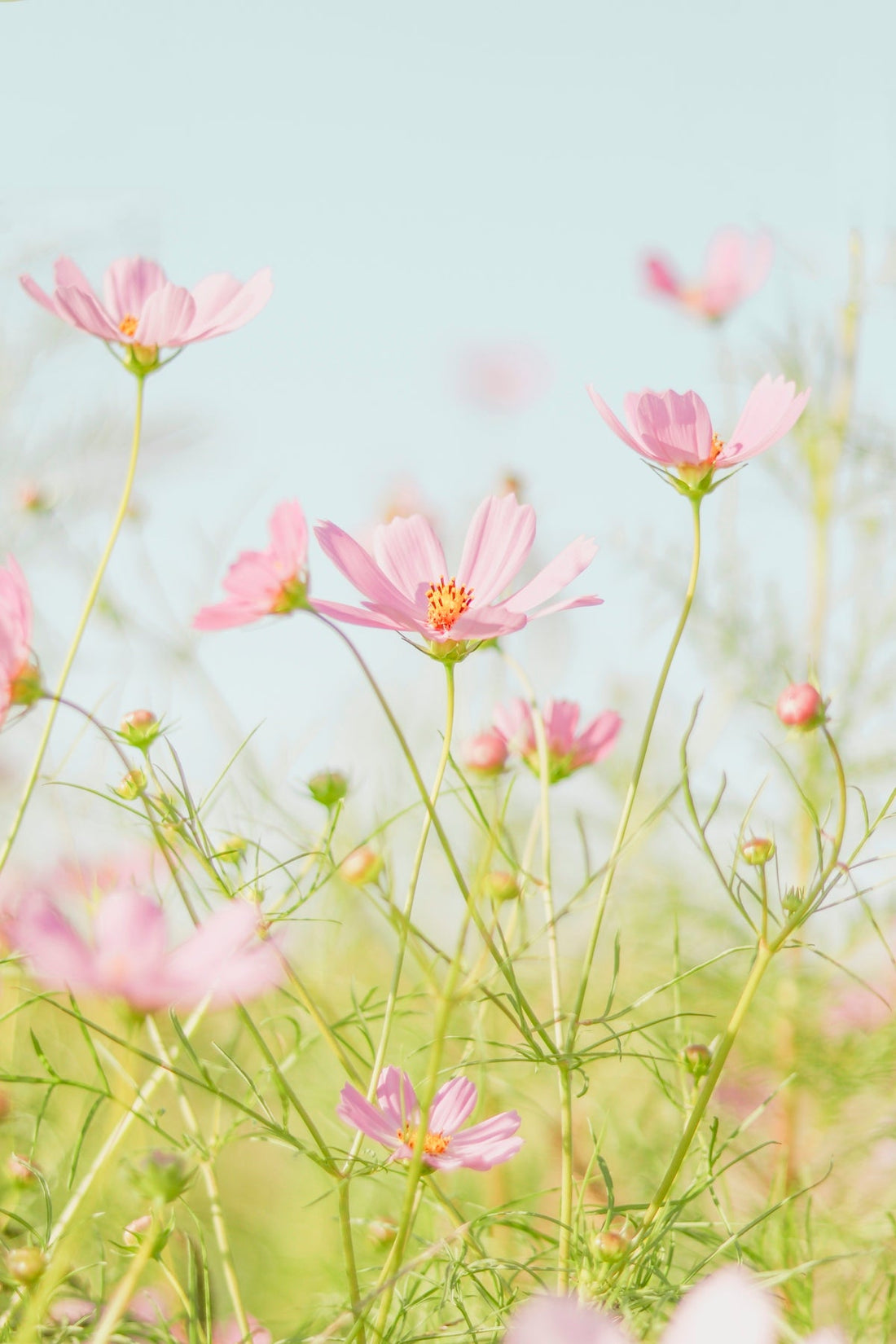 pink flowers in tilt shift lens