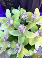 Кутия с 7 зелени орхидеи цимбидиум, украсена с изумрудена панделка