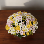 КОШНИЦА ХРИЗАНТЕМИ