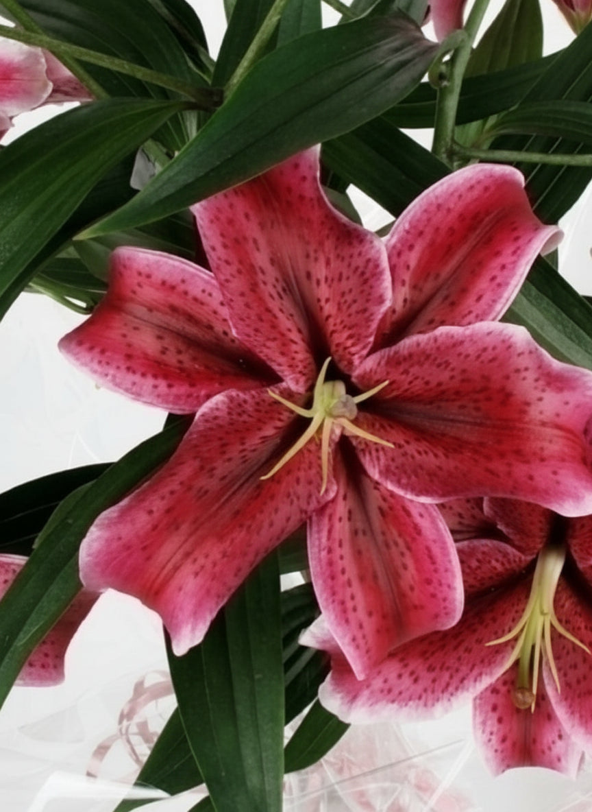 Букет Лилиум