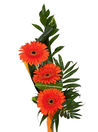 3 GERBERA