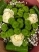 Букет от четири зелени хризантеми, три бели рози, обградени от нежна гипсофила и зеленина