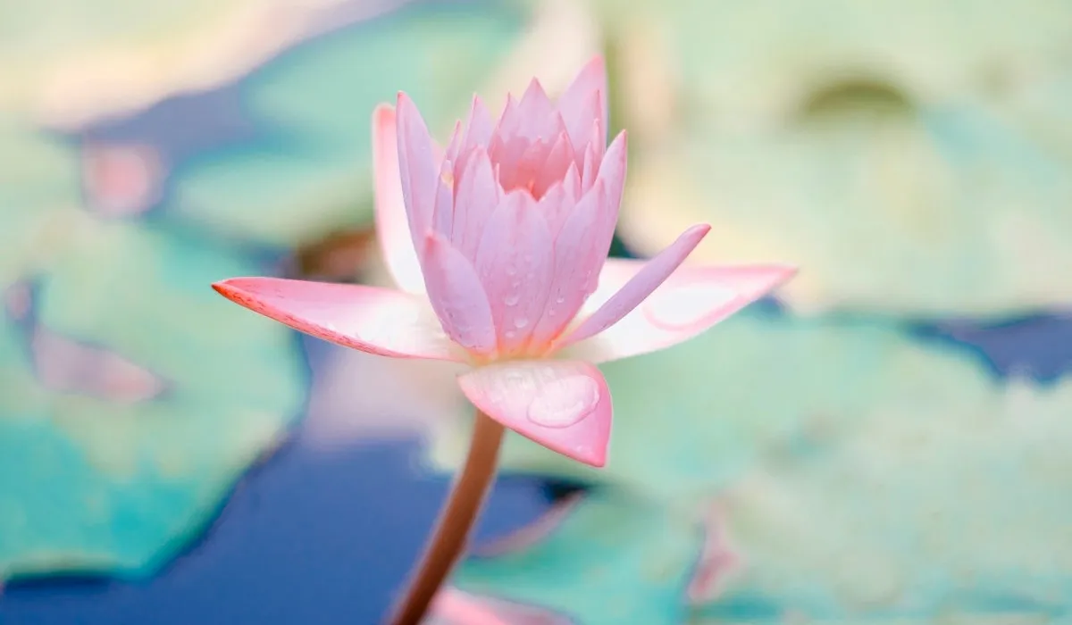 Он-лайн букети за начинаещи: Лесно и бързо към тези уникални цветя